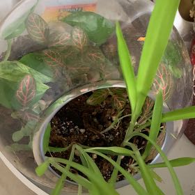 Photo of the plant species Assorted by @dirstenkunst named Terry on Greg, the plant care app