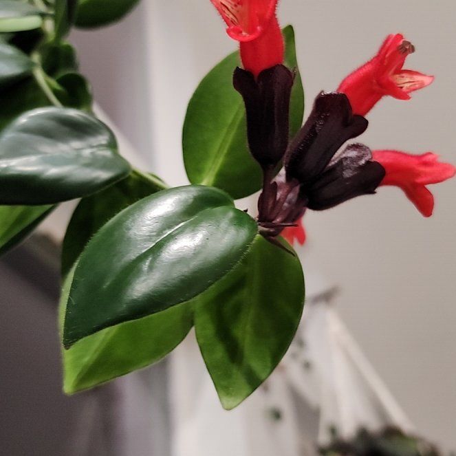 Plant care for Lipstick on Greg, the plant care app