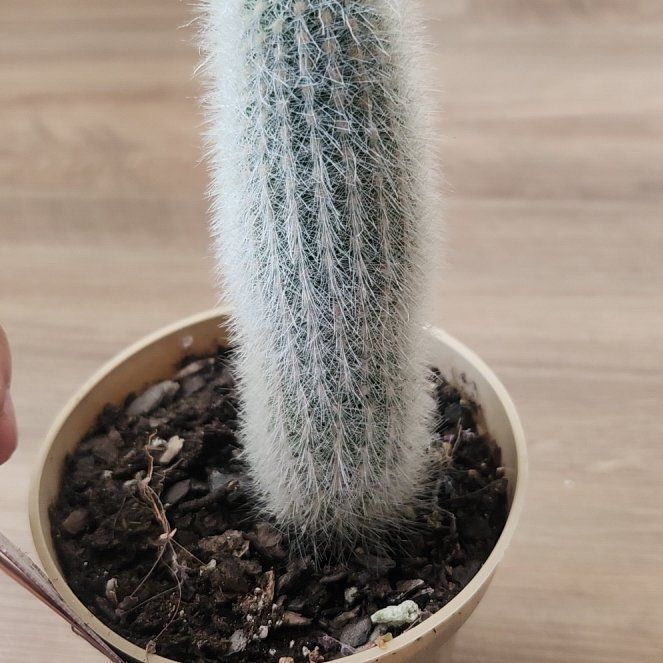 Photo of the plant species Asst cacti by @EspecialFantasy named Sahara on Greg, the plant care app