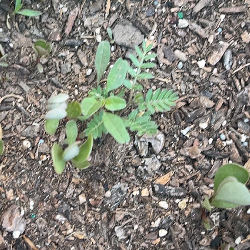 Photo of the plant species Puncturevine by @WinPacificpea named Darwin on Greg, the plant care app