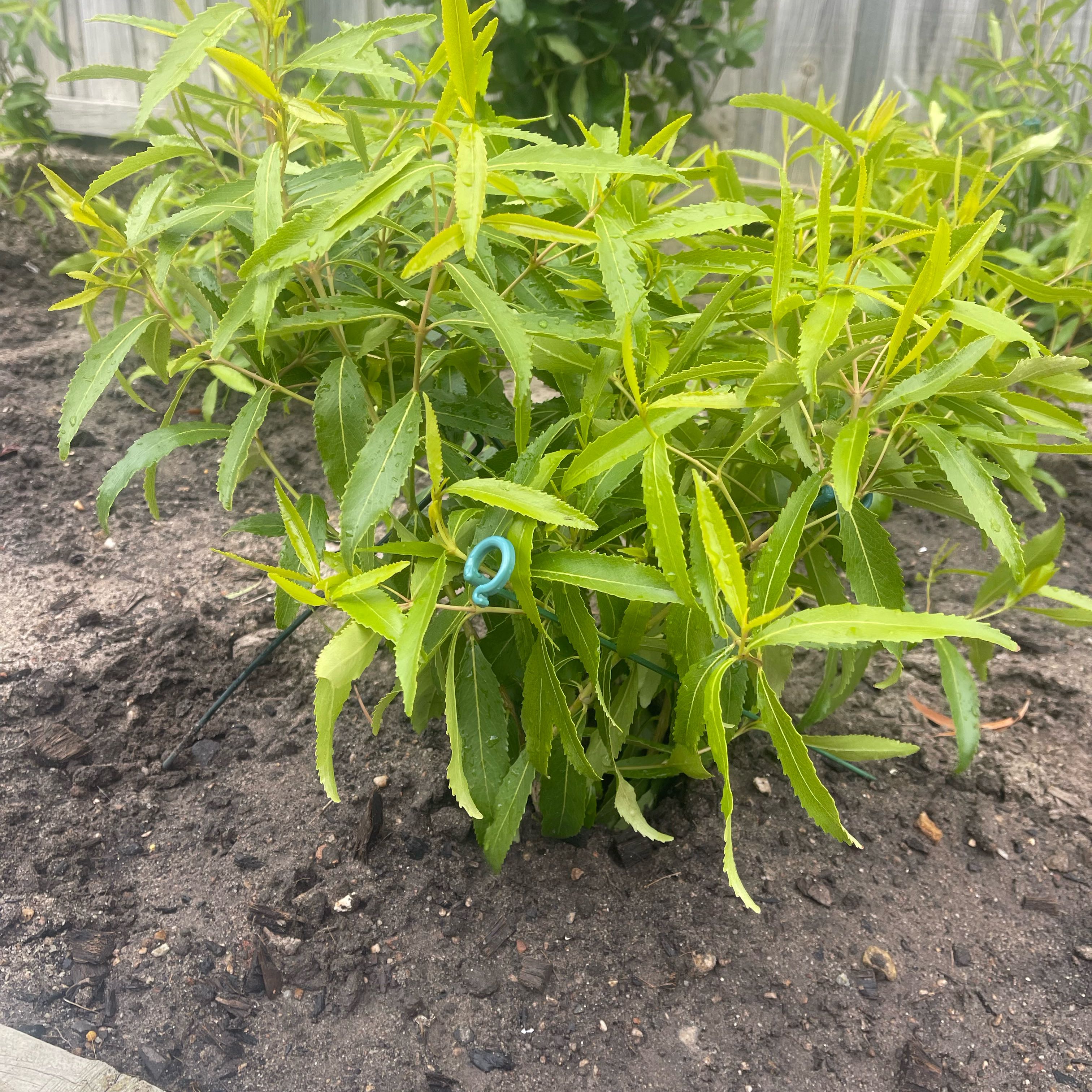 Photo of the plant species Creat by @SummeryTexasash named Girlfrond on Greg, the plant care app
