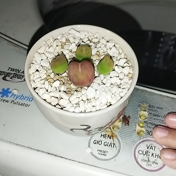 Photo of the plant species Conophytum Maughanii by @FabWhitfieldia named Minh bel on Greg, the plant care app