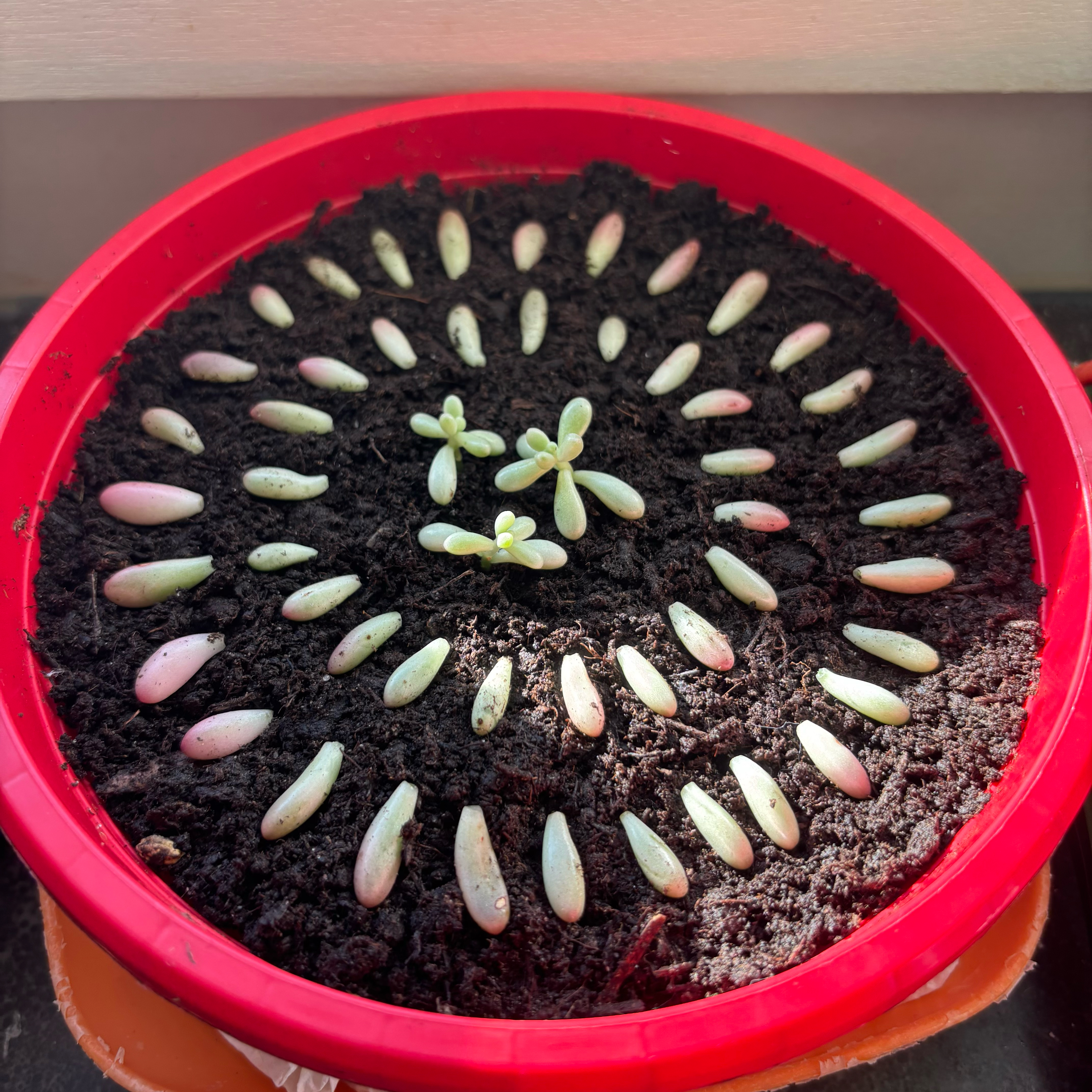 Bean