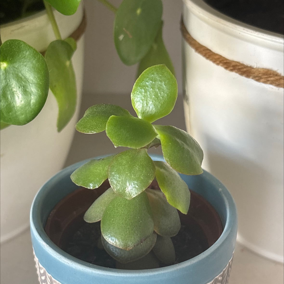 Baby tree