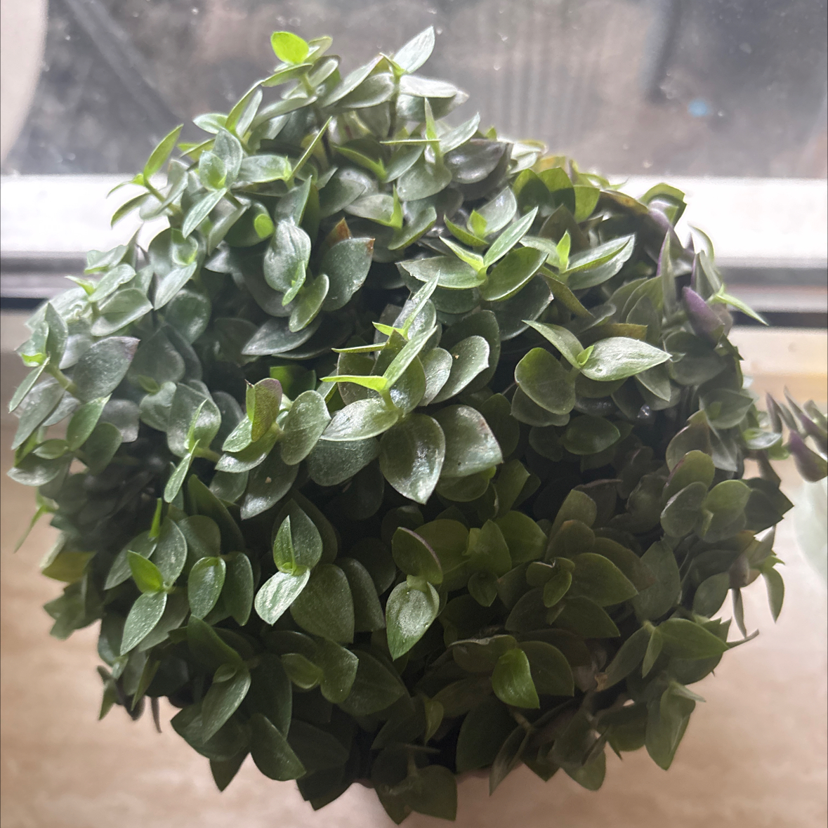 Photo of the plant species Turtle Vine by @X_famy named V!ne on Greg, the plant care app
