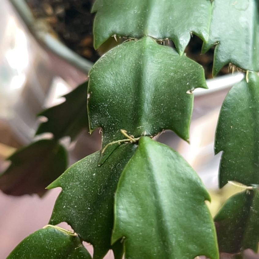 Photo of the plant species Schlumbergera × graeseri by @KeyCactus23 named Ulysses S Plant on Greg, the plant care app