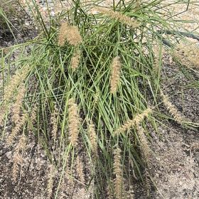 Photo of the plant species Karley Rose Fountain Grass by @DollKolanuttree named Austen on Greg, the plant care app