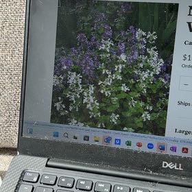 Photo of the plant species Shenandoah Switch Grass by @DollKolanuttree named Delilah on Greg, the plant care app