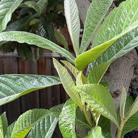 Photo of the plant species Japanese Medlar by @ChiefAmazonlily named Diana on Greg, the plant care app