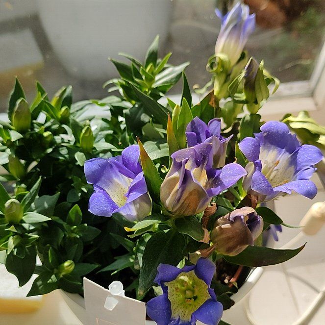 Photo of the plant species Gentian by @PoetSugarmaple named Darwin on Greg, the plant care app