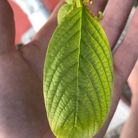 Photo of the plant species Kratom by @FitCandyflower named Taylor Swift on Greg, the plant care app