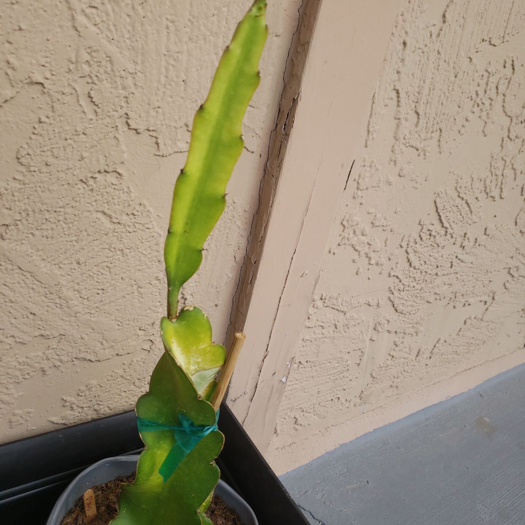 Photo of the plant species Dragon Fruit (Red Flesh) by @KookyTorreypine named Plato on Greg, the plant care app