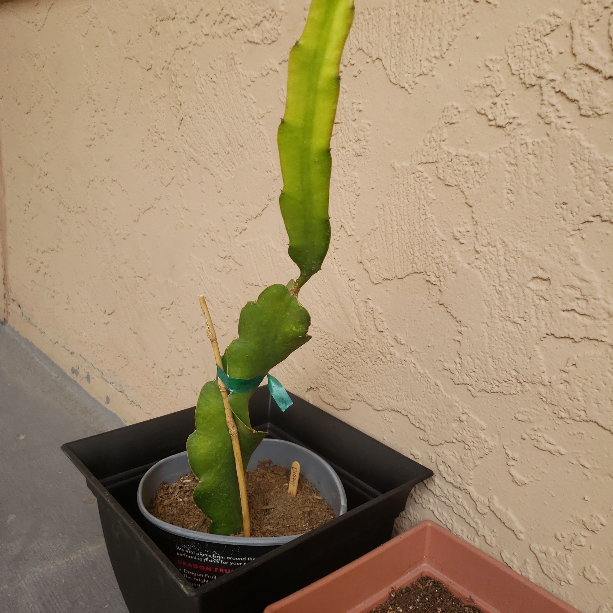 Photo of the plant species Dragon Fruit (Red Flesh) by @KookyTorreypine named Draggy on Greg, the plant care app