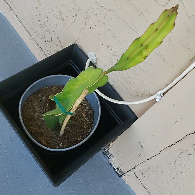 Photo of the plant species Dragon Fruit (Red Flesh) by @KookyTorreypine named Ozzy on Greg, the plant care app