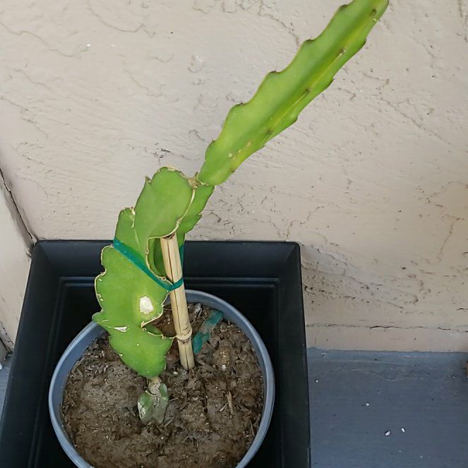 Photo of the plant species Dragon Fruit (Red Flesh) by @KookyTorreypine named Rojito on Greg, the plant care app