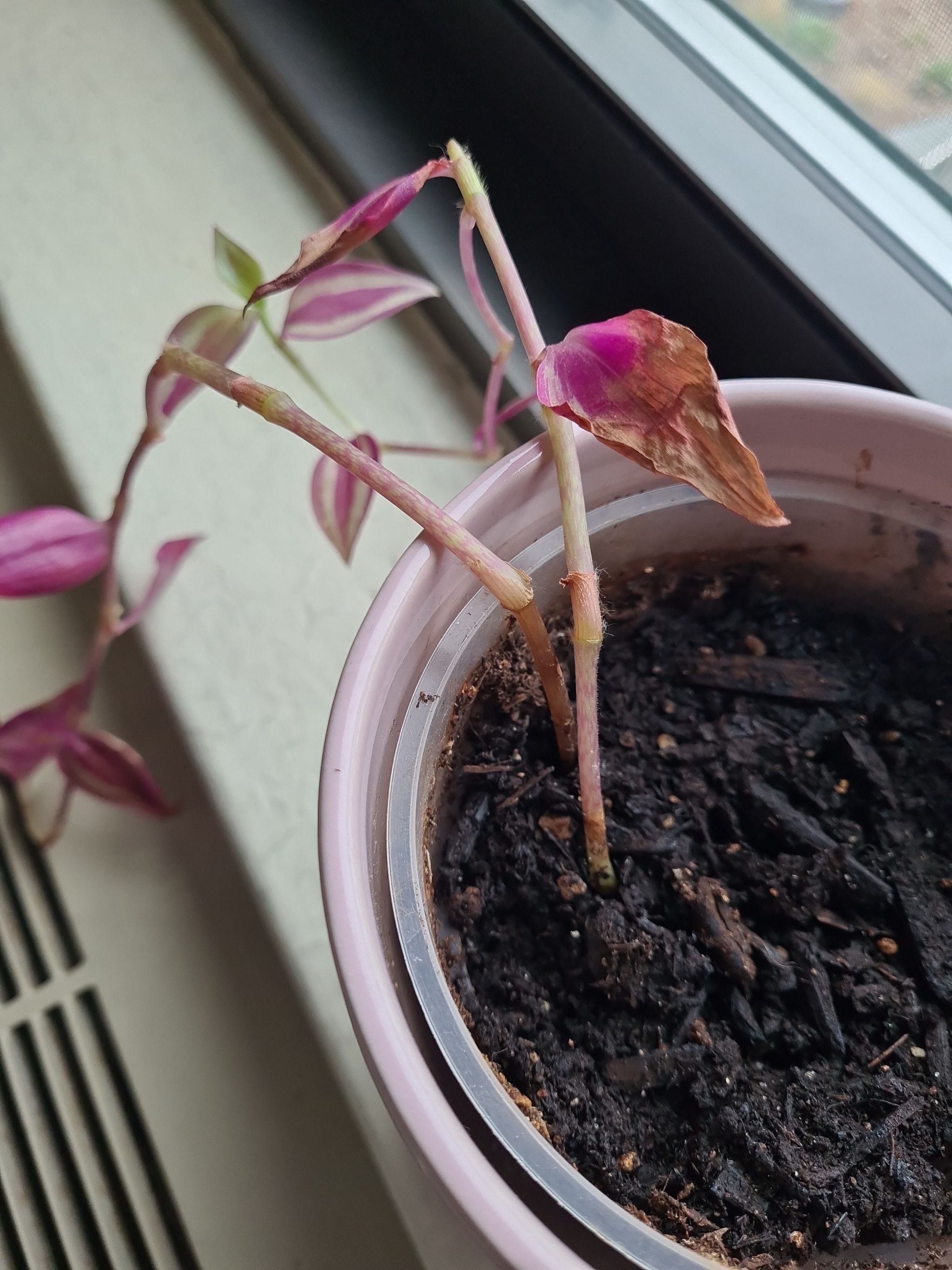 Tricolor Tradescantia Plant Care Water, Light, Nutrients Greg App 🌱