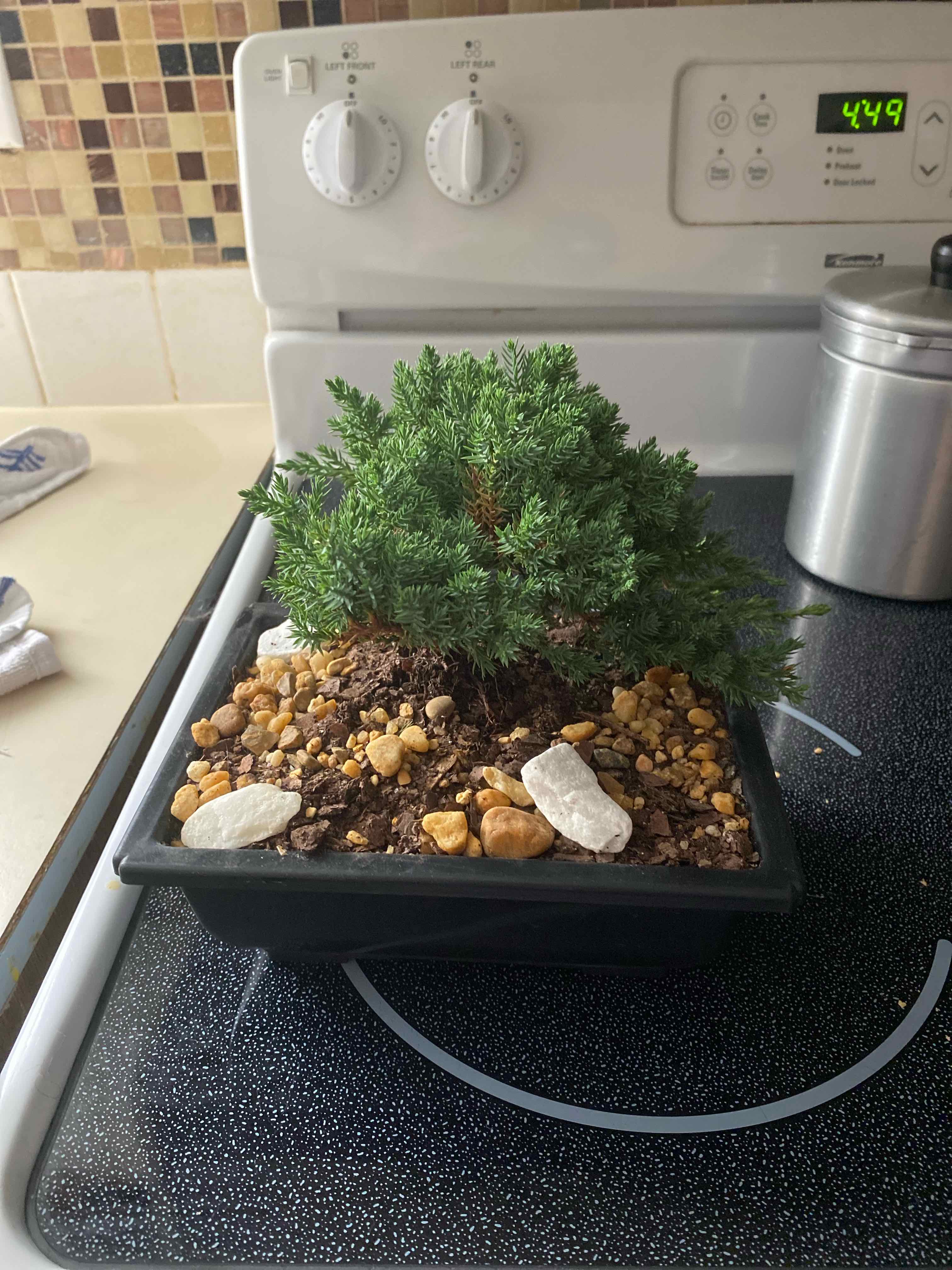Blue Star Juniper plant in a pot on a stovetop with visible soil and pebbles.
