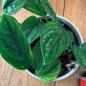 Photo of the plant species Green Galaxy Monstera by @ElderGrecianfir named da Vinci on Greg, the plant care app