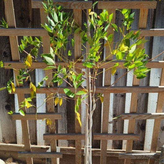 Photo of the plant species Blue Moon Wisteria by @PetCandyflower named Aristotle on Greg, the plant care app