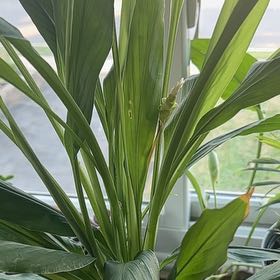 Photo of the plant species Siam Splash Tulip by @StudiousChamise named Terra on Greg, the plant care app