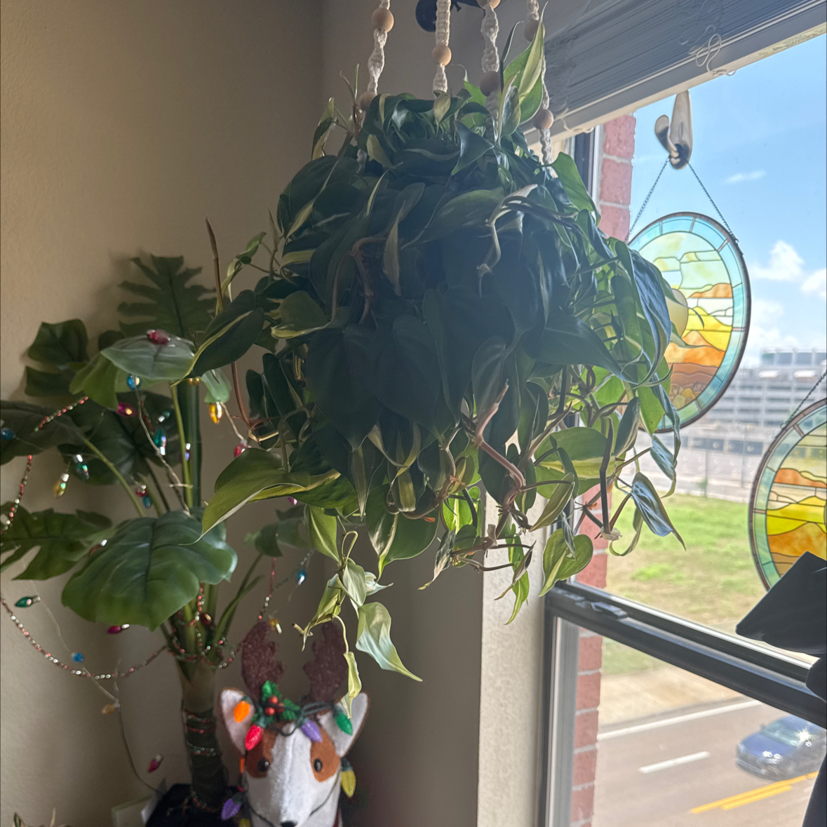 Photo of the plant species Silver Stripe Philodendron by @WeaverRyan named Faiseur D'ombres on Greg, the plant care app