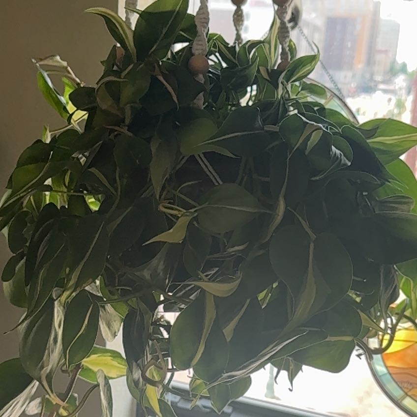 Photo of the plant species Silver Stripe Philodendron by @WeaverRyan named Faiseur D'ombres on Greg, the plant care app
