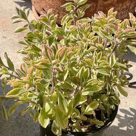Photo of the plant species Spur Flower Mike's Fuzzy Wuzzy by @ExecHardhead named Khaleesi on Greg, the plant care app