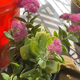 Photo of the plant species Live Forever Stonecrop by @ExecHardhead named Shakira on Greg, the plant care app