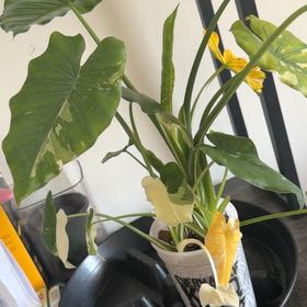 Photo of the plant species Okinawa by @AvidYerbamansa named Selene on Greg, the plant care app