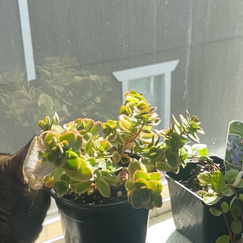 Photo of the plant species Sedum Lime Twister by @ShrewdCreamcups named Cleopatra on Greg, the plant care app