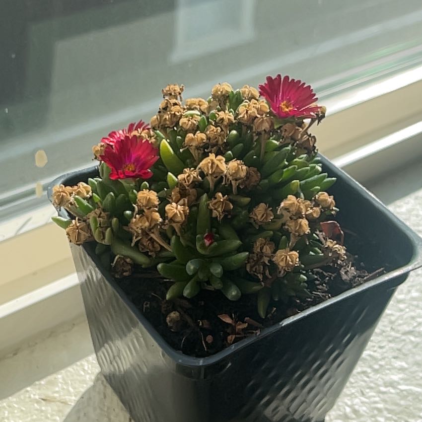 Photo of the plant species Iceplant by @ShrewdCreamcups named Layla on Greg, the plant care app