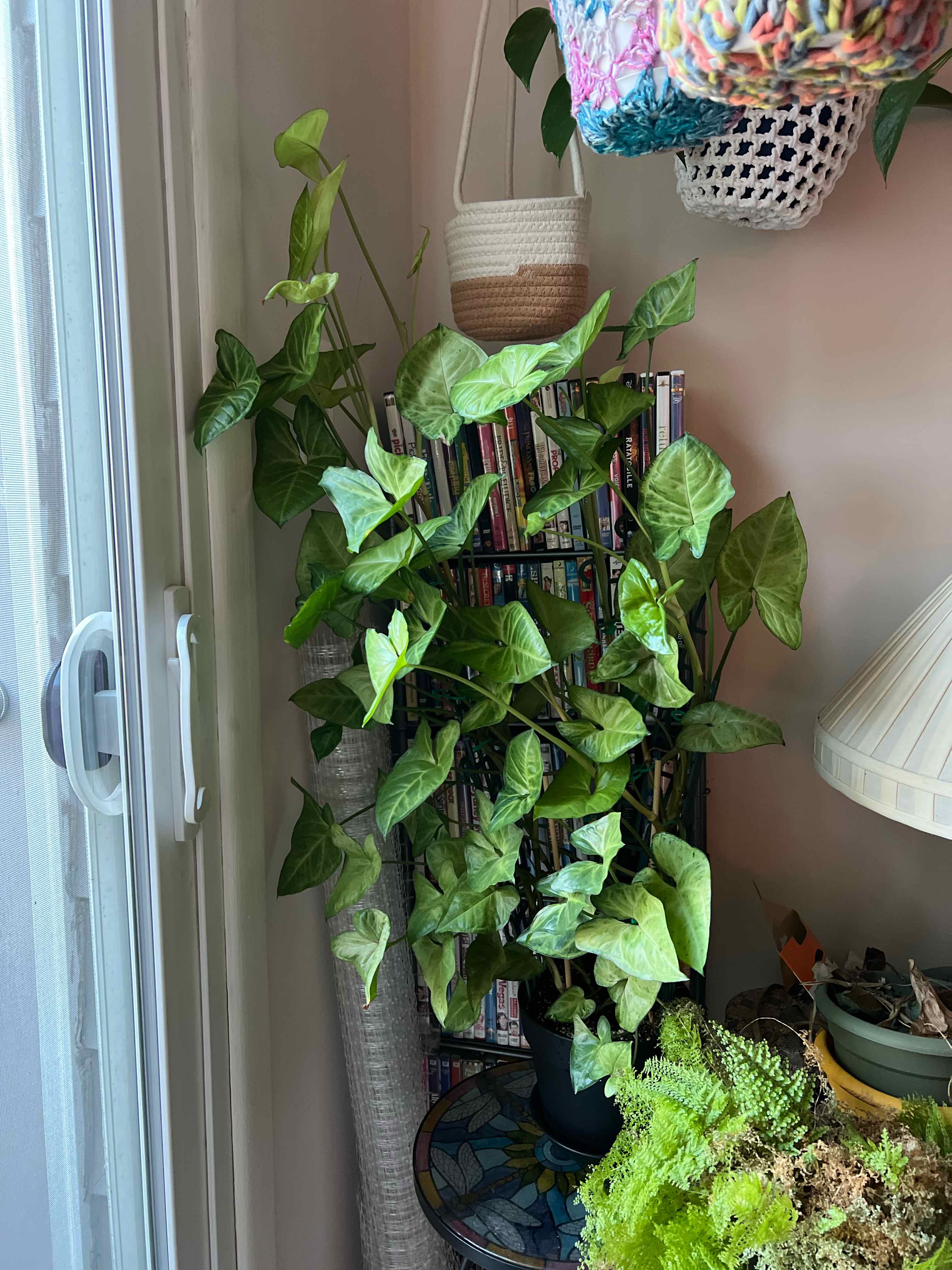 Syngonium 'White Butterfly' plant indoors near a window, healthy green leaves.