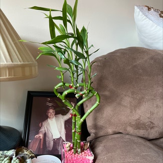 Lucky Bamboo plant in Mount Laurel Township, New Jersey