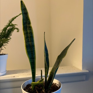 Snake Plant plant in Mount Laurel Township, New Jersey
