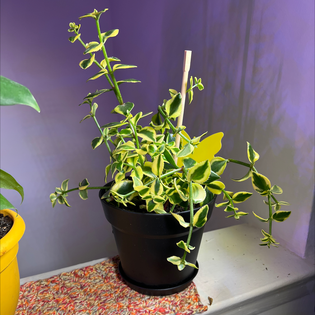 Photo of the plant species Variegated Trailing Jade Plant by @Gypsylyse84 named Comet on Greg, the plant care app