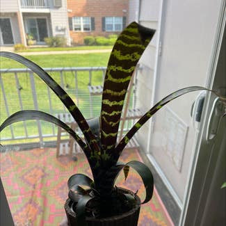 Flaming Sword Bromeliad plant in Mount Laurel Township, New Jersey