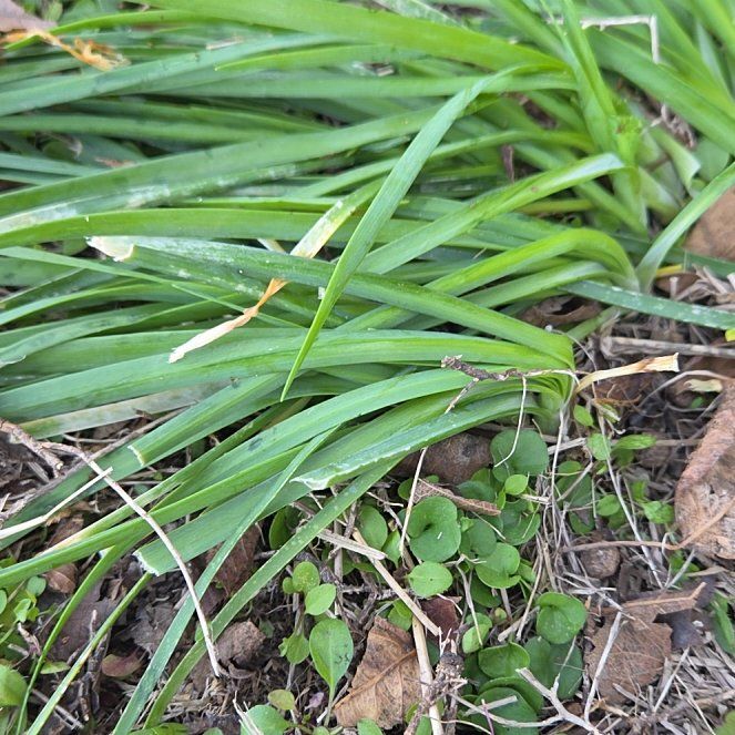 Photo of the plant species Snowdrop by @YoungTaromojito named Tree Diddy on Greg, the plant care app