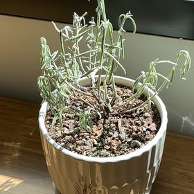 Photo of the plant species Goodwin Creek Lavender by @YesGoldenfleece named Terra on Greg, the plant care app