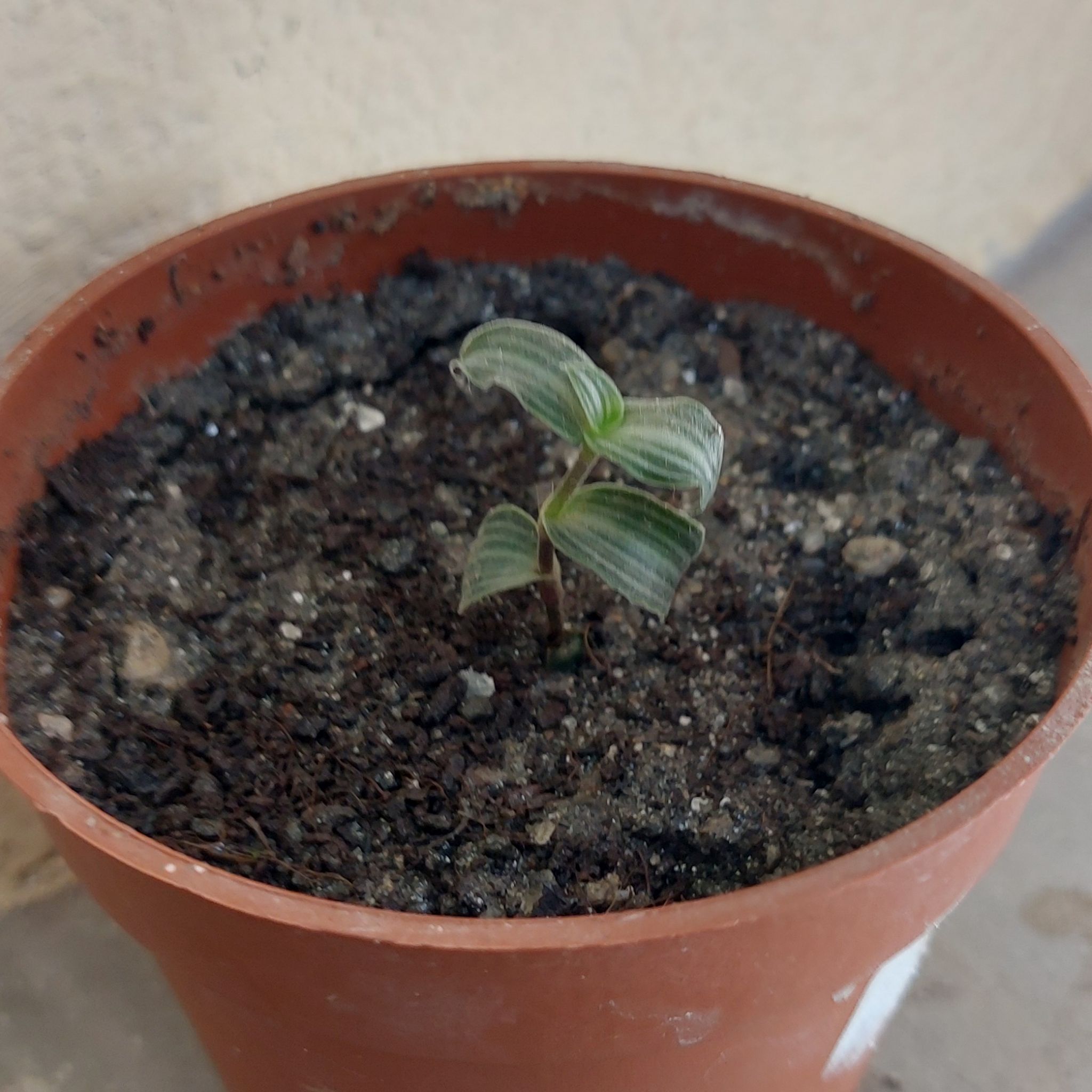 Photo of the plant species Puppy Ears Plant by @QuietExotichoya named Delilah on Greg, the plant care app
