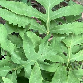 Photo of the plant species Sensitive Fern by @PetPetiolatefig named Terra on Greg, the plant care app