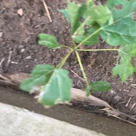 Photo of the plant species Japanese Ivy by @PetPetiolatefig named Prince on Greg, the plant care app