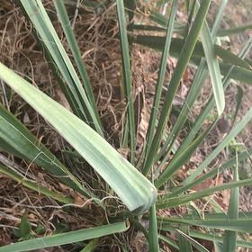 Photo of the plant species Adam's Needle by @PetPetiolatefig named Achilles on Greg, the plant care app