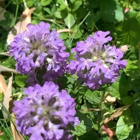 Photo of the plant species Scaevola Aemula by @PetPetiolatefig named Aria on Greg, the plant care app