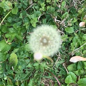 Photo of the plant species Blowball by @PetPetiolatefig named Nemo on Greg, the plant care app