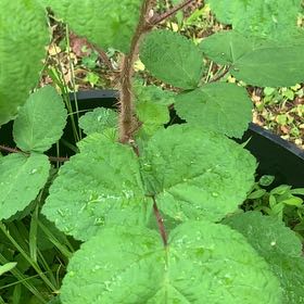 Photo of the plant species Wine Raspberry by @PetPetiolatefig named Sir Plancelot on Greg, the plant care app