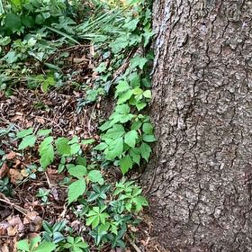Photo of the plant species Poison Ivy by @PetPetiolatefig named Khaleesi on Greg, the plant care app