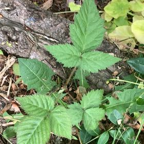 Photo of the plant species California Blackberry by @PetPetiolatefig named McKinley on Greg, the plant care app