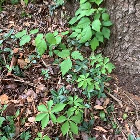 Photo of the plant species Virginia Creeper by @PetPetiolatefig named Maya on Greg, the plant care app