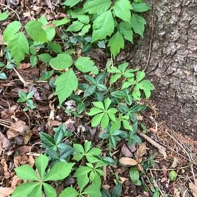 Photo of the plant species Virginia Creeper by @PetPetiolatefig named Rihanna on Greg, the plant care app
