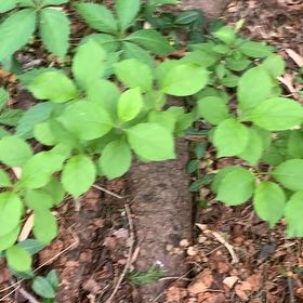 Photo of the plant species Asian Bittersweet by @PetPetiolatefig named Sage on Greg, the plant care app